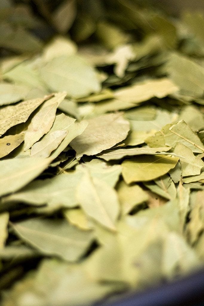 Folha de Louro: Usos, Benefícios e Propriedades Essenciais na Culinária e Saúde