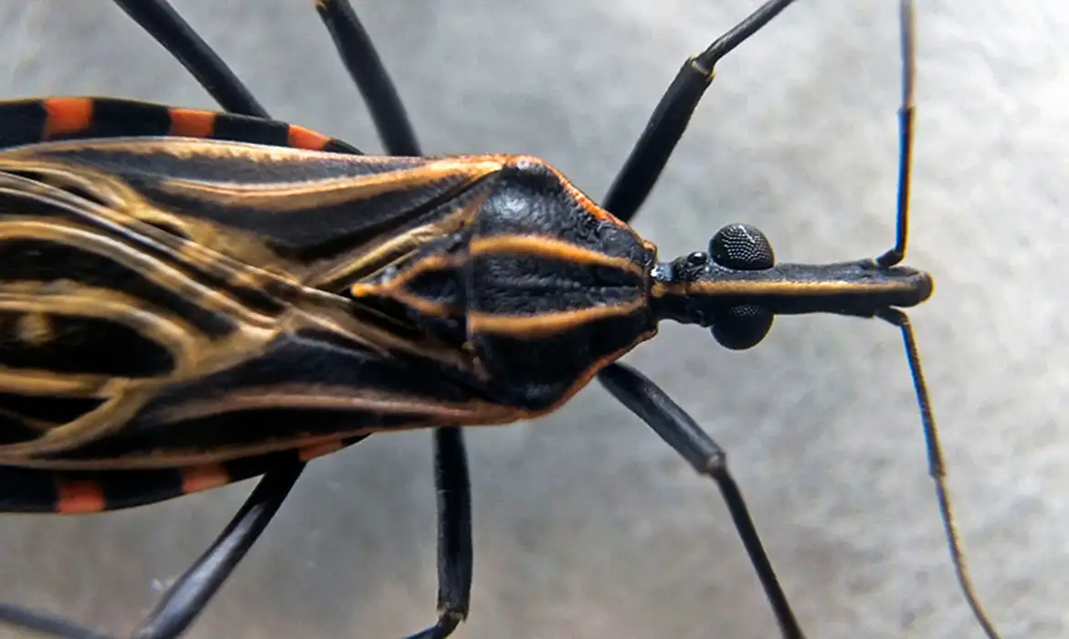 Projeto da Fiocruz previne transmissão vertical da doença de Chagas